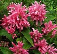 JUSTICIA FLOWER SEEDS HEIRLOOM NON-GMO HIGH GERMINATION ORGANIC GARDEN SEEDS FOR PLANTING Seeds - Heirloom Non GMO High