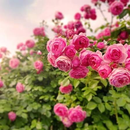 Pink Climbing Rose Flowers Seeds