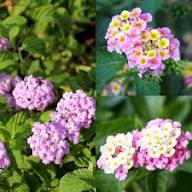 Pink Alyssum Flower Seeds – Rare Blooming Plants Balcony & Patio Gardening Colorful - Heirloom Non GMO High Germination