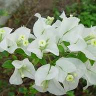 Yellow Bougainvillea Flower Seeds - Heirloom, Non-GMO, High Germination Flower Seeds for Planting