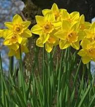 Yellow Daffodil Flower Seeds Yellow Premium Floral Seeds Decorative Outdoor Landscapes Seeds for Planting Heirloom Non GMO High Germination Organic Garden Seeds