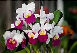 Cattleya Flower Seeds