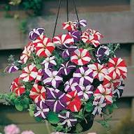 Mixed Double Petunia Flower Seeds for Planting - Stunning Double Petunias Seeds for Home Garden