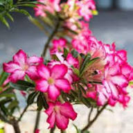 Pink Adenium Flower Seeds