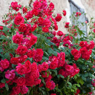 Red Rose Flower Flower Seeds - Heirloom Non GMO High Germination Organic Garden Planting Seeds