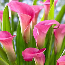 Pink Bonsai Calla Lily Flower Seeds