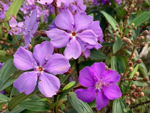 Pink Tibouchina Flower Seeds Heirloom Non GMO High Germination Organic Garden Seeds for Colorful Seeds for Planting -