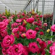 Pink Eustoma Flower Seeds