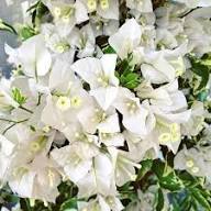 White Bougainvillea Flower Seeds Rare Blooming Plants Balcony and Patio Gardening Colorful Blooms Seeds for Planting Heirloom Non GMO High Germination Organic Garden Seeds