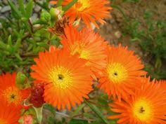 Lampranthus Flower Seeds