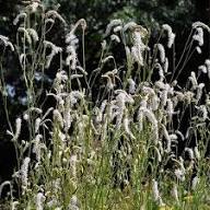 White Organic Sanguisorba Flower Seeds