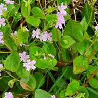 Pink Claytonia Sibirica Flower Seeds - Heirloom Non GMO Garden Seeds for Planting, High Germination Quality