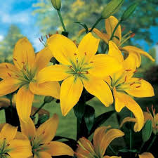 Yellow pardancanda Flower Seeds