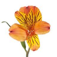Orange Alstroemeria Flower Seeds Premium Floral Seeds Decorative Outdoor Landscapes Seeds for Planting Heirloom Non-GMO