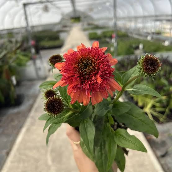 Red Double Echinacea Flower Seeds
