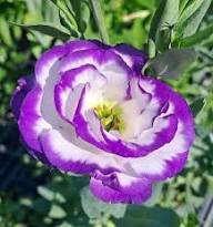 Eustoma Flower Seeds