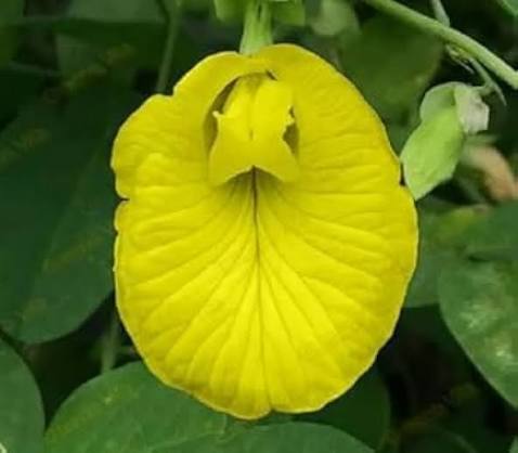 Yellow Sweet Pea Flower Seeds