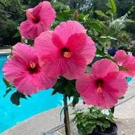 HIBISCUS FLOWER SEEDS
