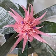 Pink Bromeliad Flower Seeds