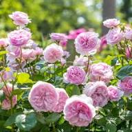 AUSTIN ROSE FLOWER SEEDS