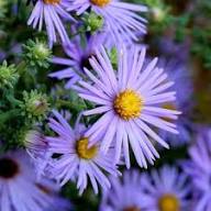 Purple Aster Flower Seeds - Heirloom Non-GMO High Germination Flower Seeds for Planting