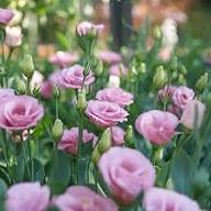 Eustoma Seeds