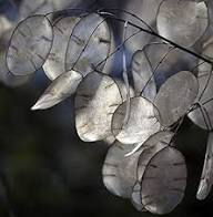 White Lunaria Flowers Seeds