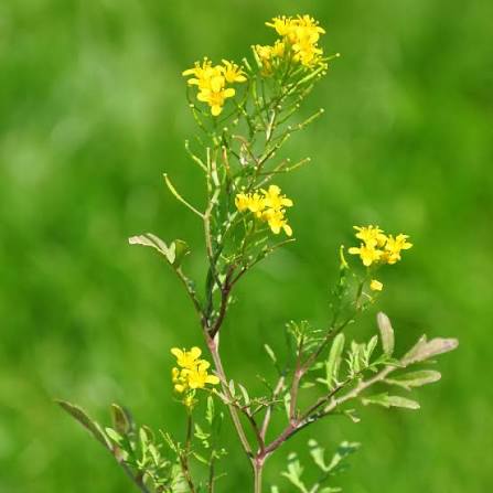 Yellow Cress Flower Seeds