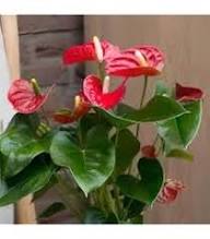 Mixed Anthurium Flower Flower Seeds - Heirloom Non GMO High Germination Organic Garden Planting Seeds