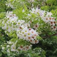 Yellow Horn Flower Flower Seeds - Heirloom Non GMO High Germination Organic Garden Planting Seeds