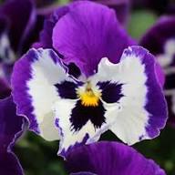 White Fresh Violet Pansy Flower Seeds Heirloom Non-GMO High Germination Organic Garden Seeds - Heirloom Non GMO High