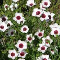 White Flax Flower Seeds