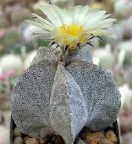 White Astrophytum Flower Flower Seeds - Heirloom Non GMO High Germination Organic Garden Planting Seeds