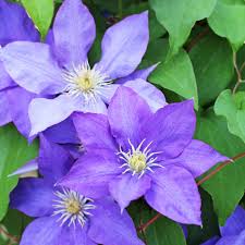 Violet Clematis Flower Seeds - Heirloom Non GMO High Germination Garden Seeds for Planting