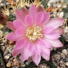 Pink Gymnocalycium Flower