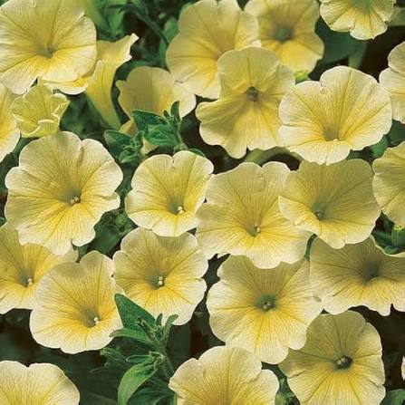Yellow Petunia Flowers Seeds
