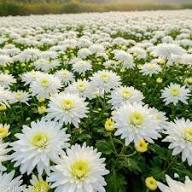 White Giant Chrysanthemum Flower Seeds for Planting Heirloom Non - Heirloom Non GMO High Germination Flower Seeds for Or
