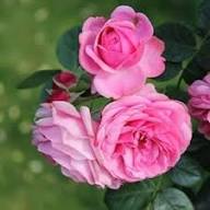 Damask Rose Flower Seeds