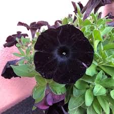 Black Petunia Flower Seeds