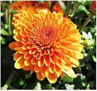 Red Yellow Chrysanthemum Flower Premium Floral Seeds - Heirloom Non GMO High Germination Organic Garden Planting