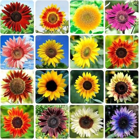 Mixed Sunflower Flower Seeds