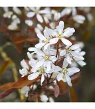 Amelanchier Flower Seeds Heirloom Non-GMO Premium Organic Garden Seeds for Colorful Gardens