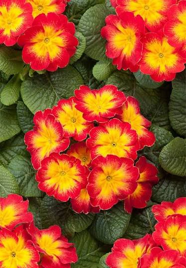 Red Yellow Primrose Flower