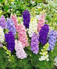 Delphinium Flower Seeds - Heirloom Non GMO High Germination Flower Seeds for Planting
