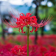 Higanbana Flower for Planting Heirloom Non-GMO High Germination Organic Garden for Colorful Landscapes Seeds - Heirloo