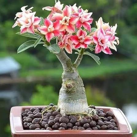 Mixed Adenium Rose Flower Seeds