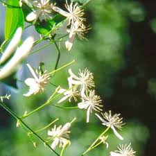 Buddha Jasmine Flower Seeds