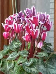 Red White Cyclamen Flower Rare Balcony Patio Plants Seeds - Heirloom Non GMO High Germination Organic Garden Planting