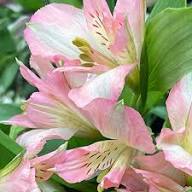 Pink Light Alstroemeria Flower Seeds