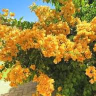 Yellow Bougainvillea Flower Seeds Premium Floral Seeds Decorative Outdoor Landscapes Colorful Blooms Seeds for Planting Heirloom Non GMO High Germination Organic Garden Seeds